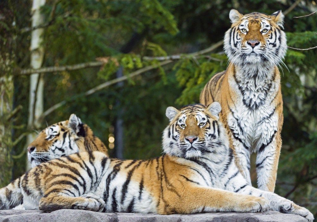 Перепись показала прирост популяции амурских тигров на Дальнем Востоке 