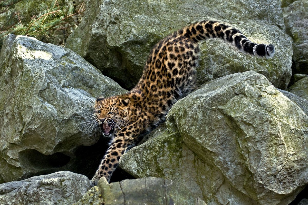 Леопард уходит в горы