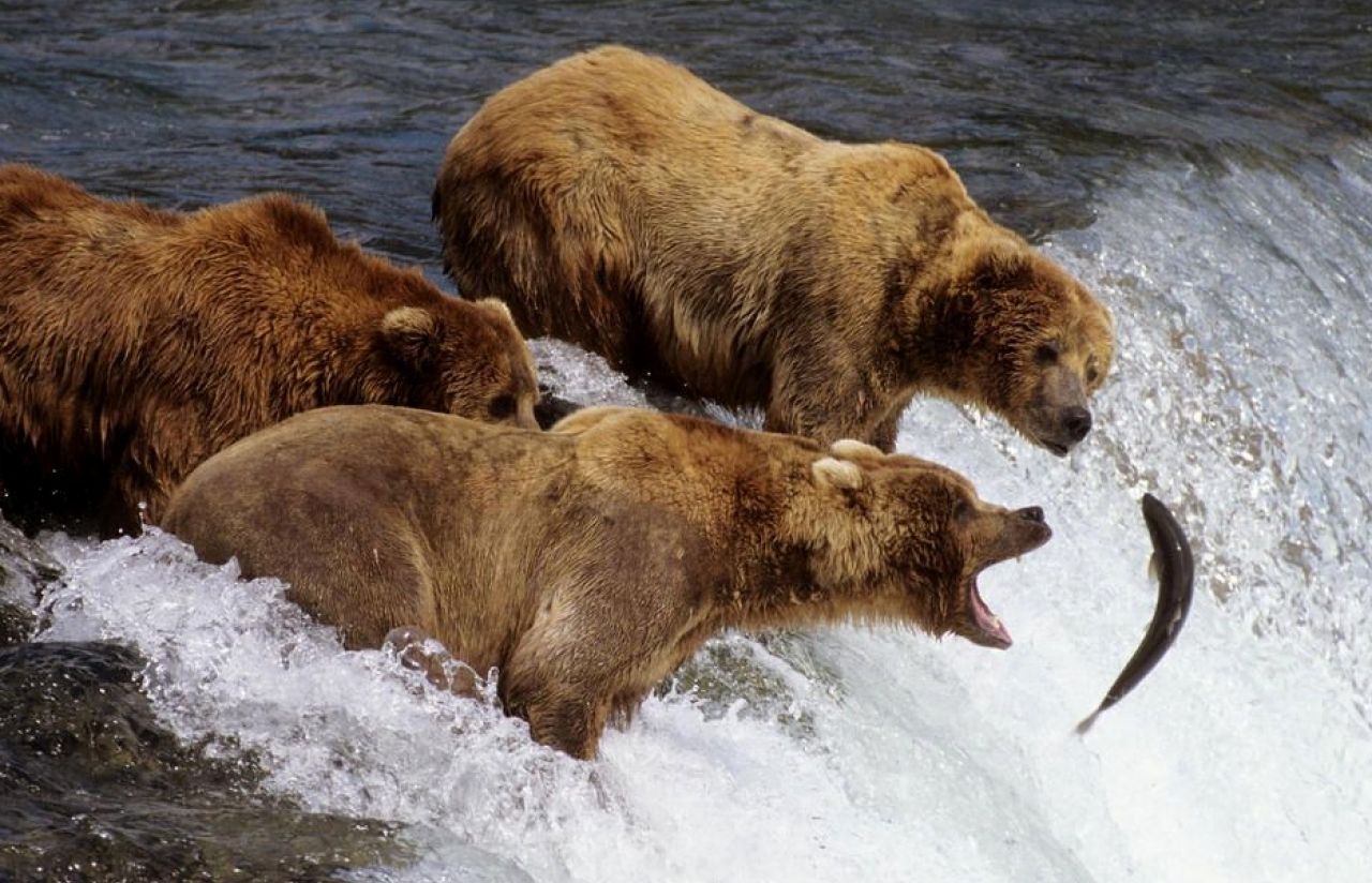 Медведи гризли, Аляска