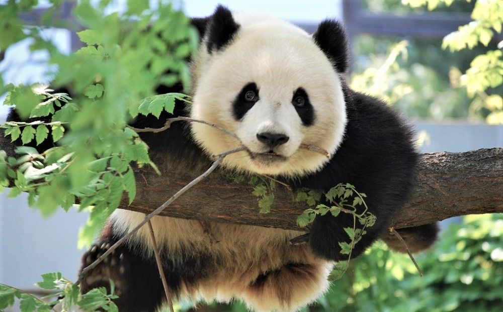 Большая панда, или бамбуковый медведь