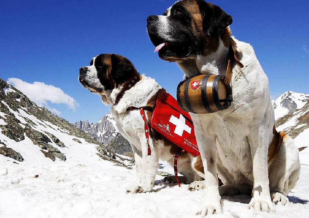 Сенбернары - альпийские собаки с  толстой шкурой и теплым мехом, которым не страшны снег и лед