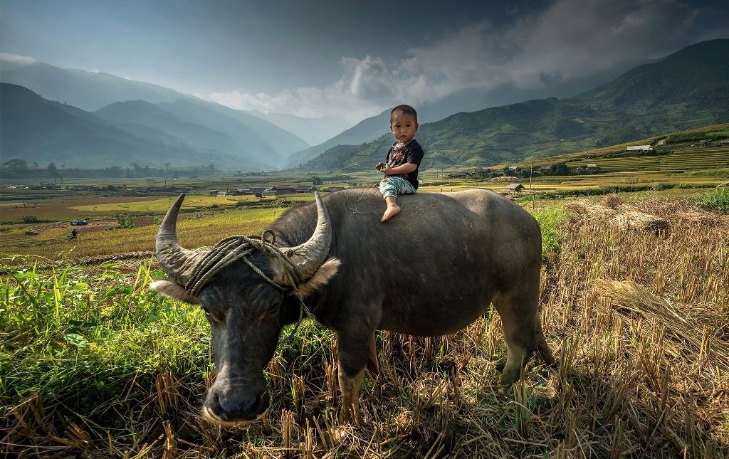 Мальчие и буйвол. Монголия. Фото неизв. автора