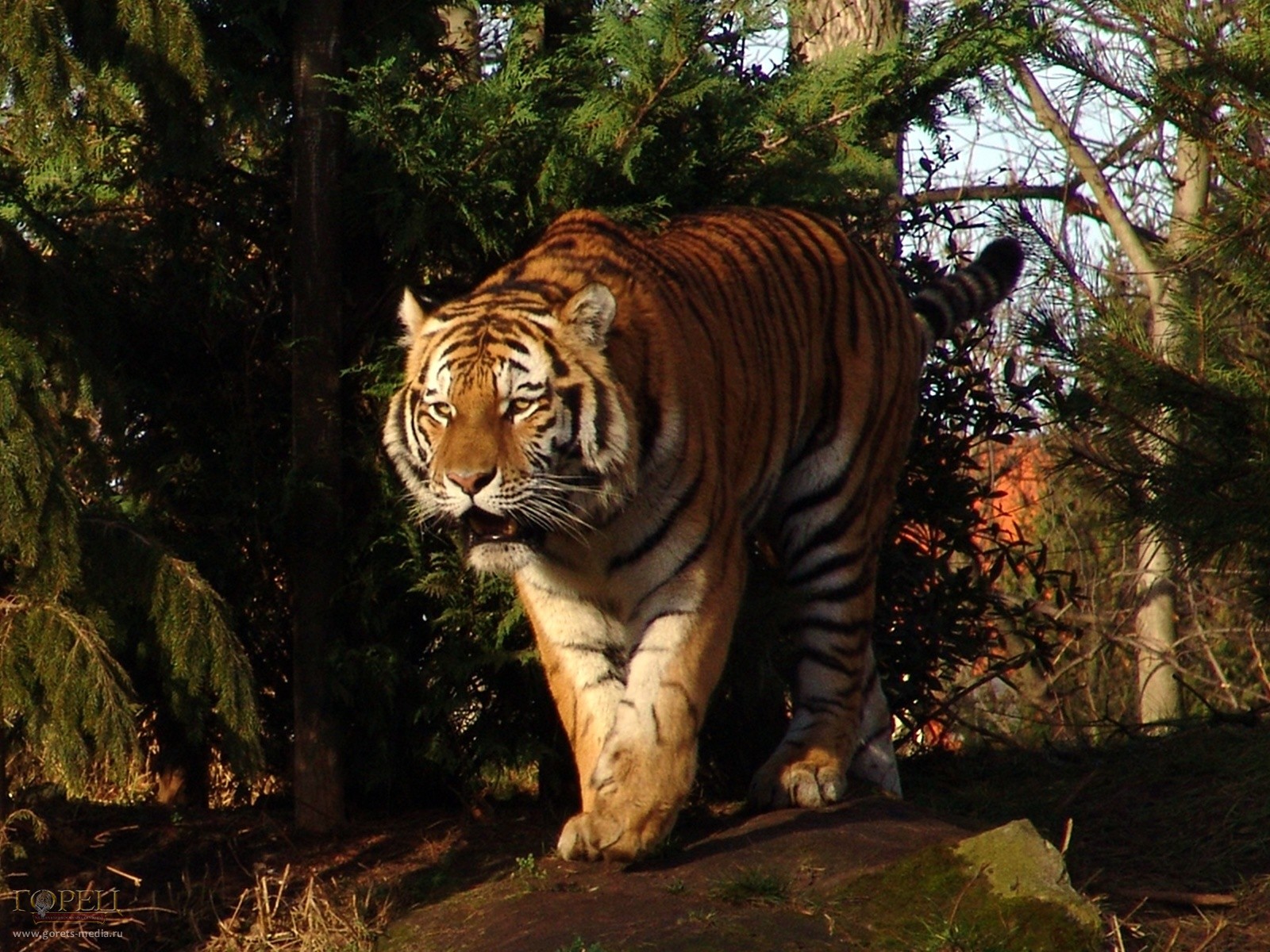 В Китае на свет появились сразу пять амурских тигрят