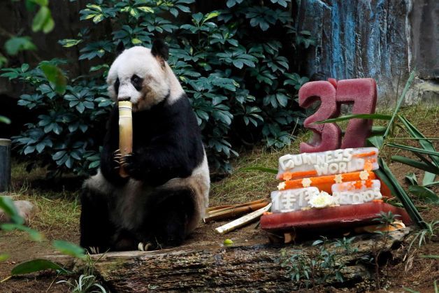 В Гонконге отпраздновали 37-летие старейшей панды по имени Цзя Цзя