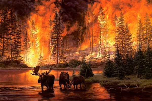 Лесные пожары на Байкале: огненная стихия грозит региону экологической катастрофой