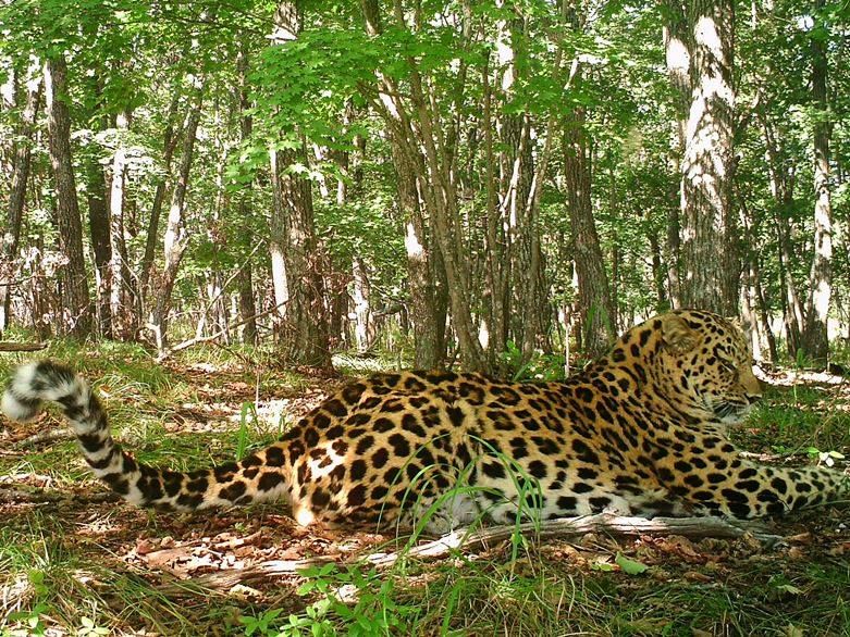 Ученые подсчитали: на планете в дикой природе осталось 80 дальневосточных леопардов