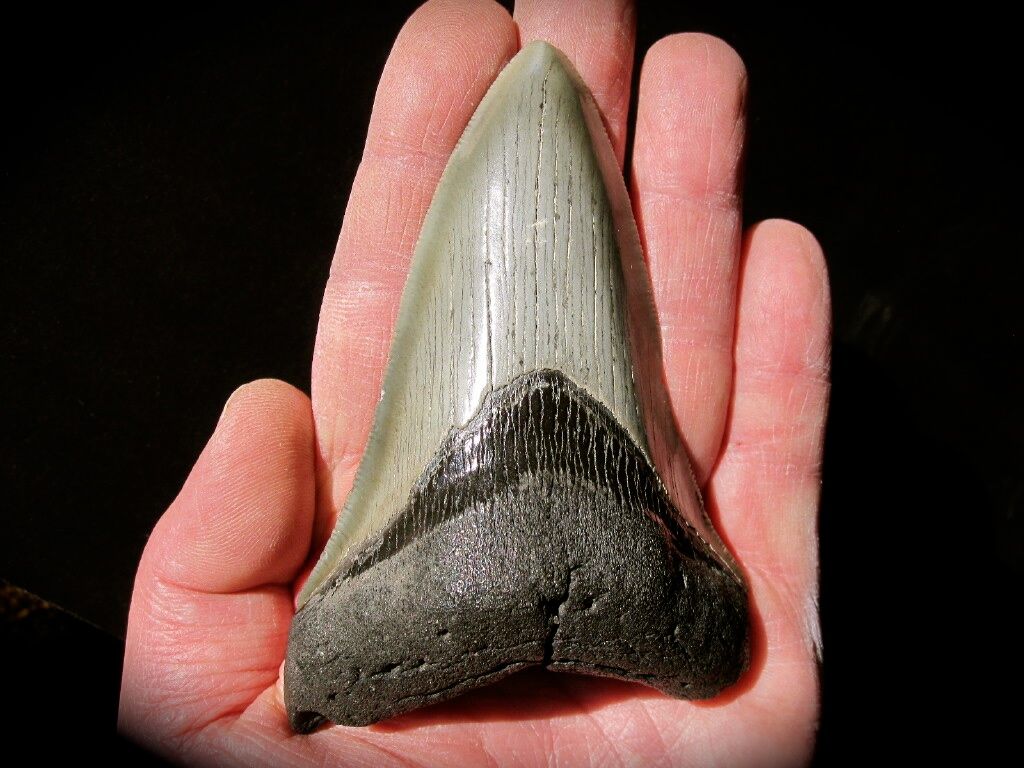 Окаменелый зуб древней акулы