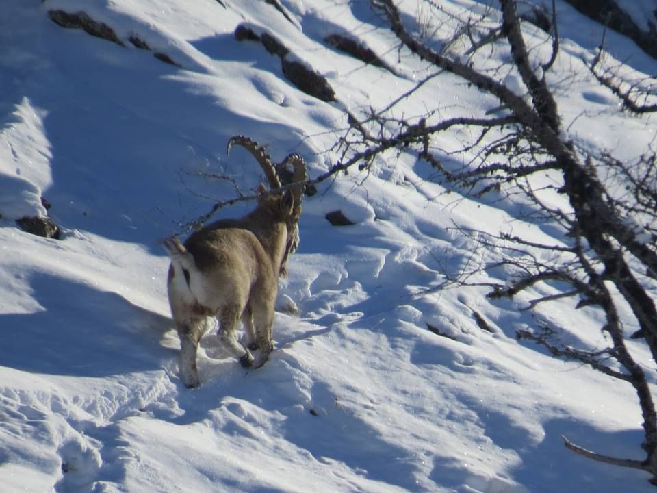 Горные козлы погибают из-за голода в Сайлюгемском парке Республики Алтай