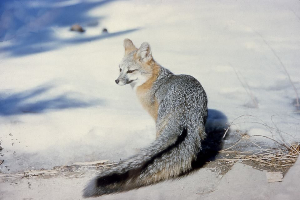 В Йосемити замечен редкий вид красной лисы