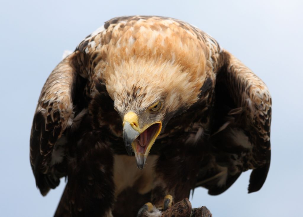 Заказник для сохранения гнездовья редкого орла появится в Иркутской области