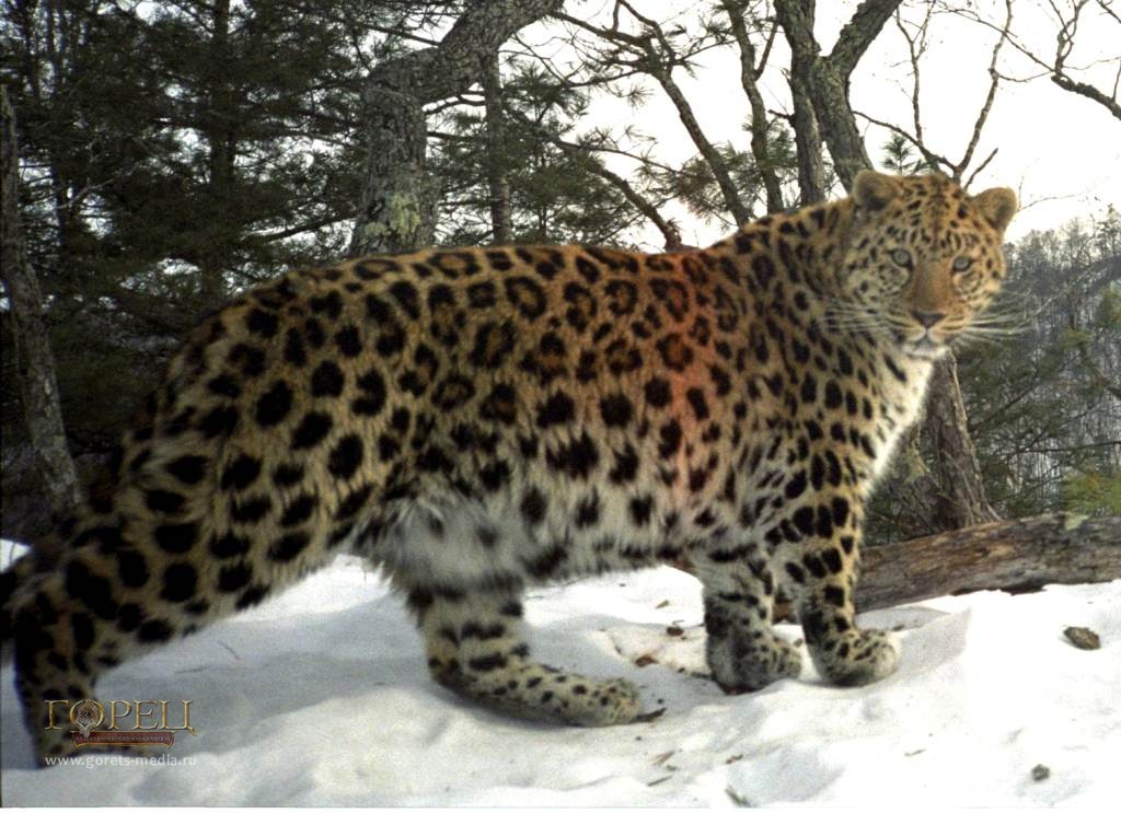В Приморском крае начали считать амурских тигров и дальневосточных леопардов