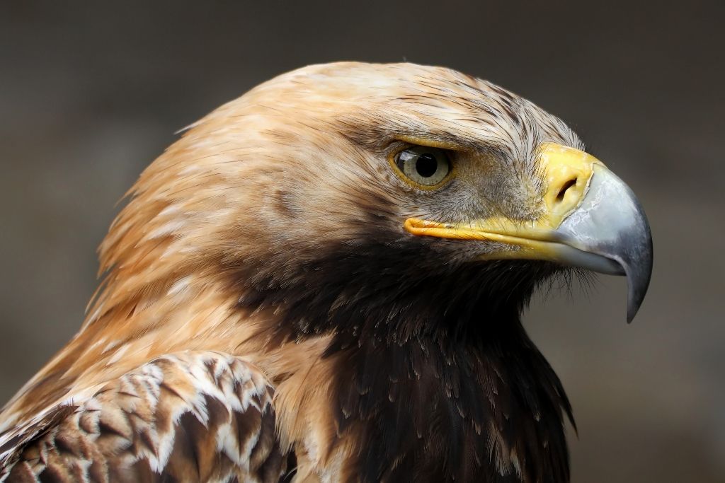 В Иркутской области появится заказник для сохранения гнездовья редкого орла