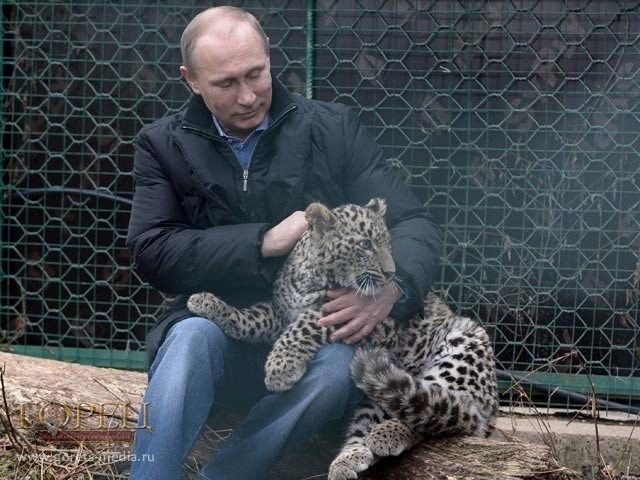 Владимир Путин в вольере с леопарденком –отказником Громом