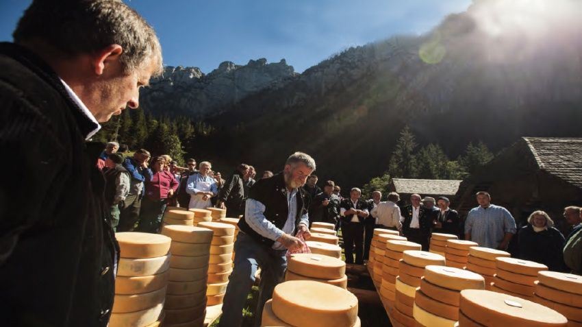 Настоящий альпийский сыр делают только в горах и только летом