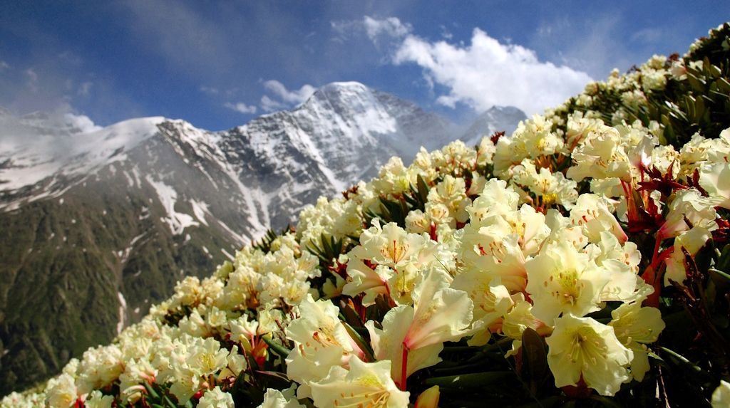 Ученые выяснили, что растения забираются в горы, спасаясь от глобального потепления
