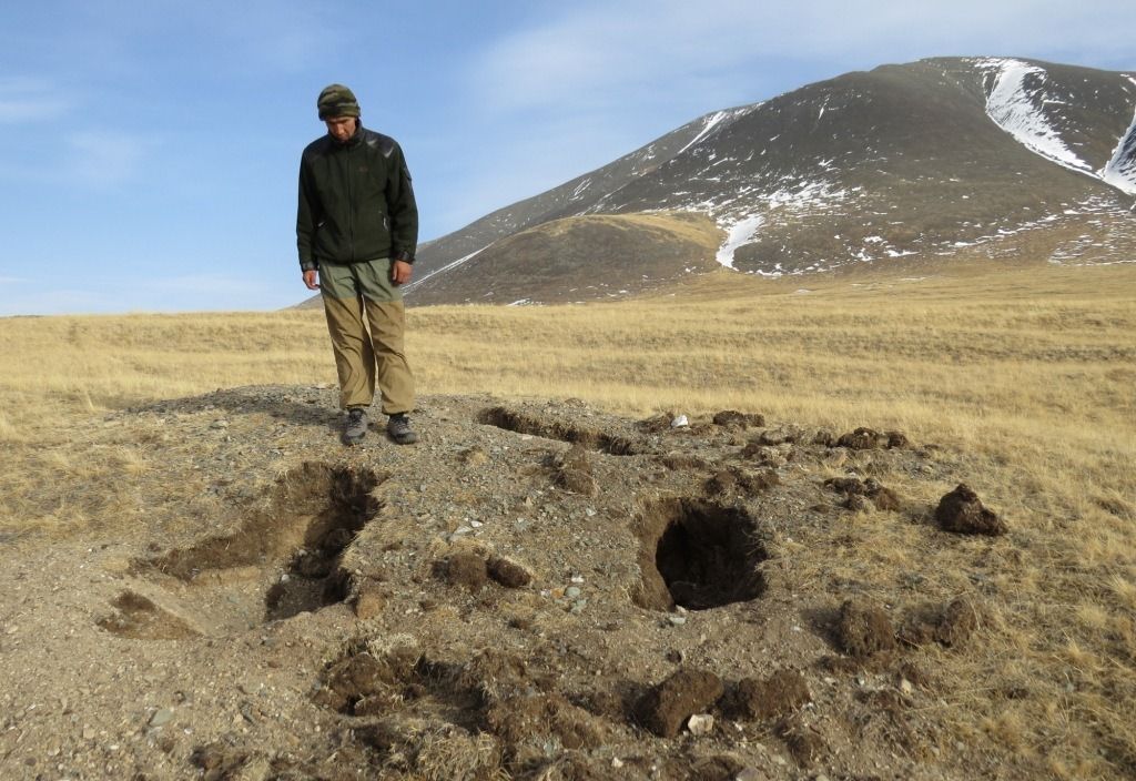 На Алтае обнаружены следы медведя, который считался вымершим 