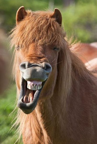 Швейцарские ученые научились определять эмоции лошадей по их ржанию