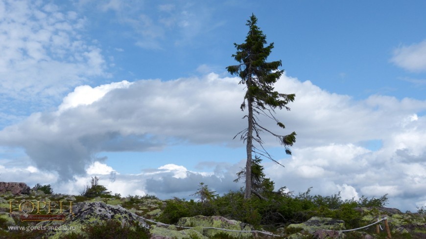 Cамое древнее дерево, пустившее корни еще в Ледниковый период, растет в горах Швеции