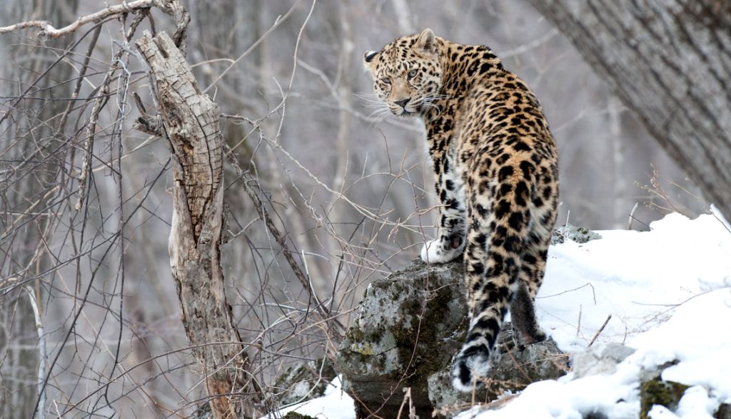 Ученые: у дальневосточных леопардов сытая и счастливая жизнь в Уссурийской тайге