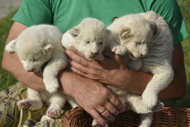 В Крыму в сафари-парке «Тайган» появились на свет сразу восемь белых львят 