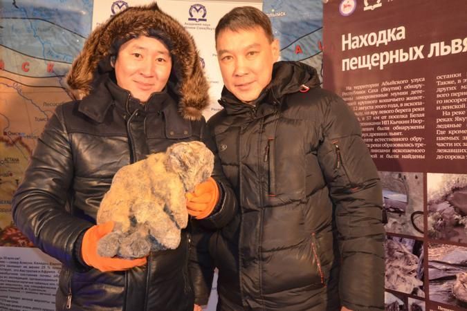 Ученые показали найденных в Якутии пещерных львят. Фото - Анастасия Корякина