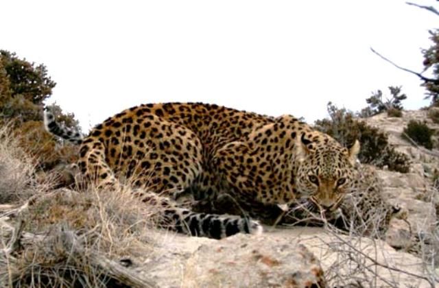 Местные жители встретили переднеазиатского леопарда в горах Дагестана