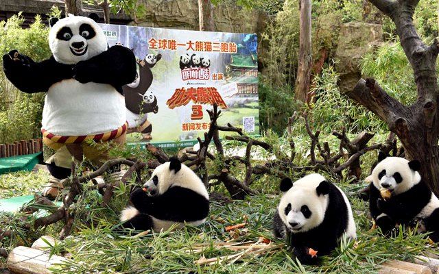 Китайские панды-тройняшки станут звездами фильма 