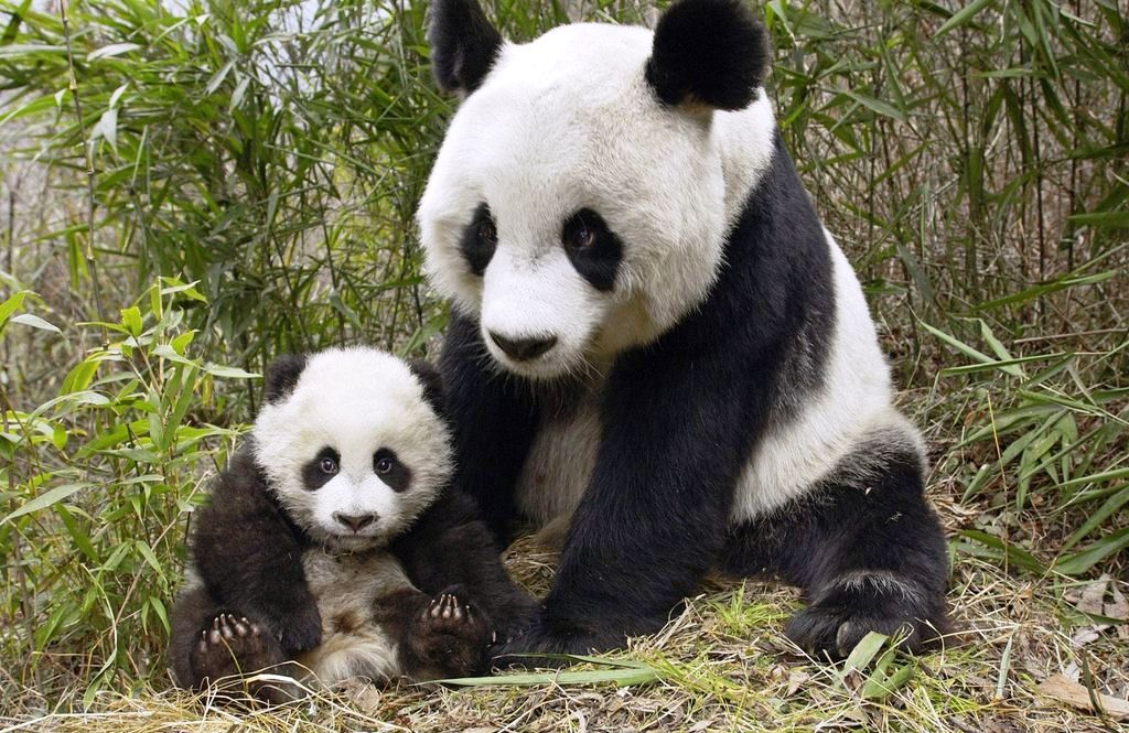 В Китае составили словарь языка больших панд