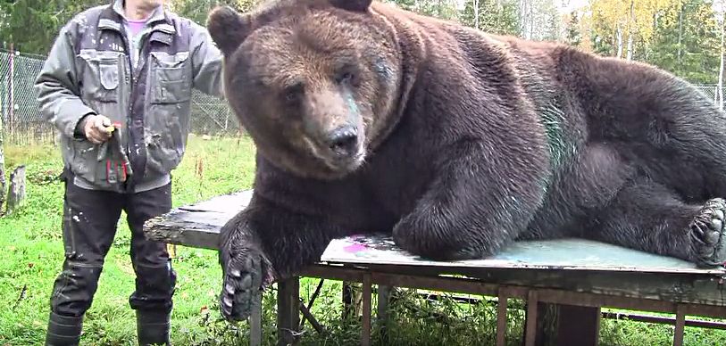 Медведь в Финляндии рисует картины и продает по 300 евро за штуку