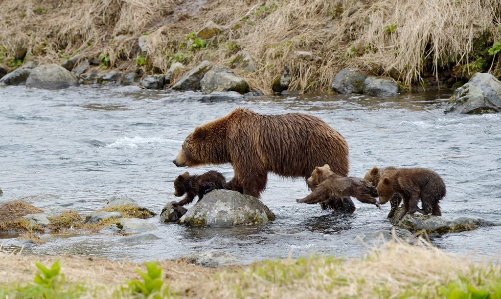На Камчатке продолжаются съемки самого достоверного фильма о жизни бурых медведей
