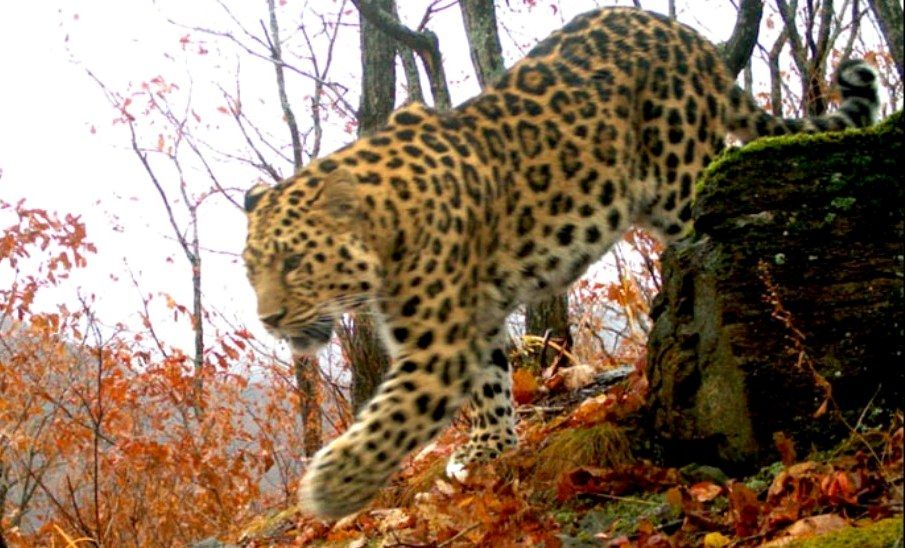 Редчайшего дальневосточного леопарда сбила машина в Приморье