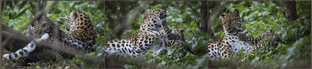 Детеныш амурского леопарда, родившийся в зоопарке Коркеасаари, научился лазать по деревьям