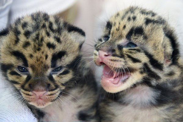 Два детеныша амурского леопарда родились в зоопарке 