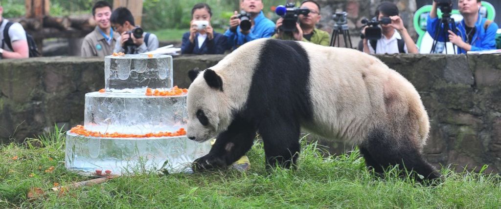 Торт из льда и моркови подарили старейшей панде Китая на 30-летие 