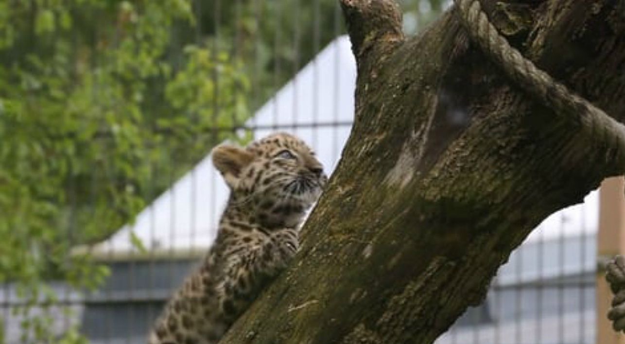 Детеныш амурского леопарда, родившийся в зоопарке Коркеасаари, научился лазать по деревьям