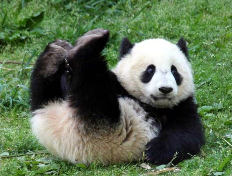 Большая панда – редкое животное, занесенное в Красную книгу