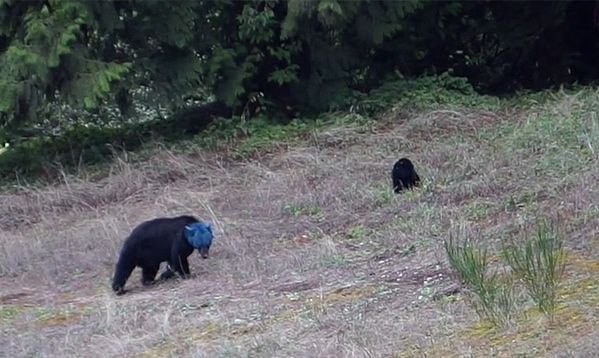 Снятая в горах Канады синеголовая медведица взорвала интернет