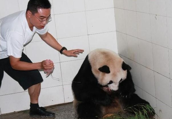 Большие панды установили рекорд рождаемости в Китае