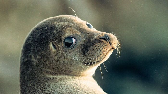 В Дагестане для каспийских тюленей создадут реабилитационный центр  