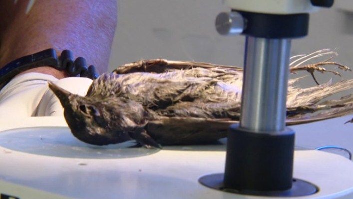 В горах Норвегии обнаружили птичьи останки возрастом 4200 лет