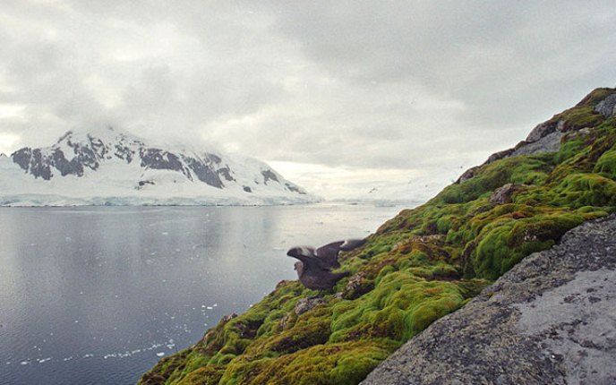 Изменение климата превратит Антарктиду в «зеленый континент» 