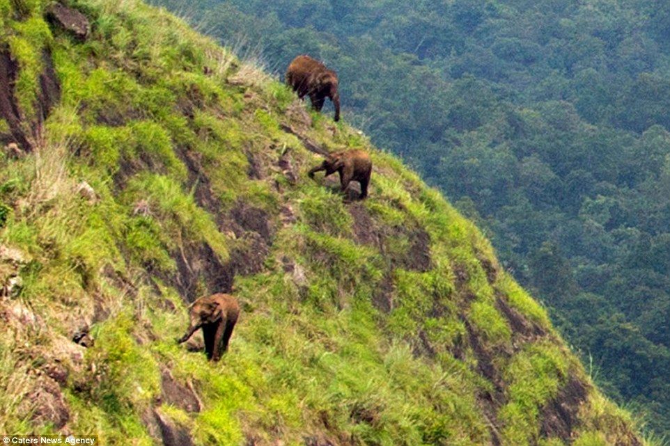 В Индии сфотографировали слонов, пасущихся на крутых склонах горы