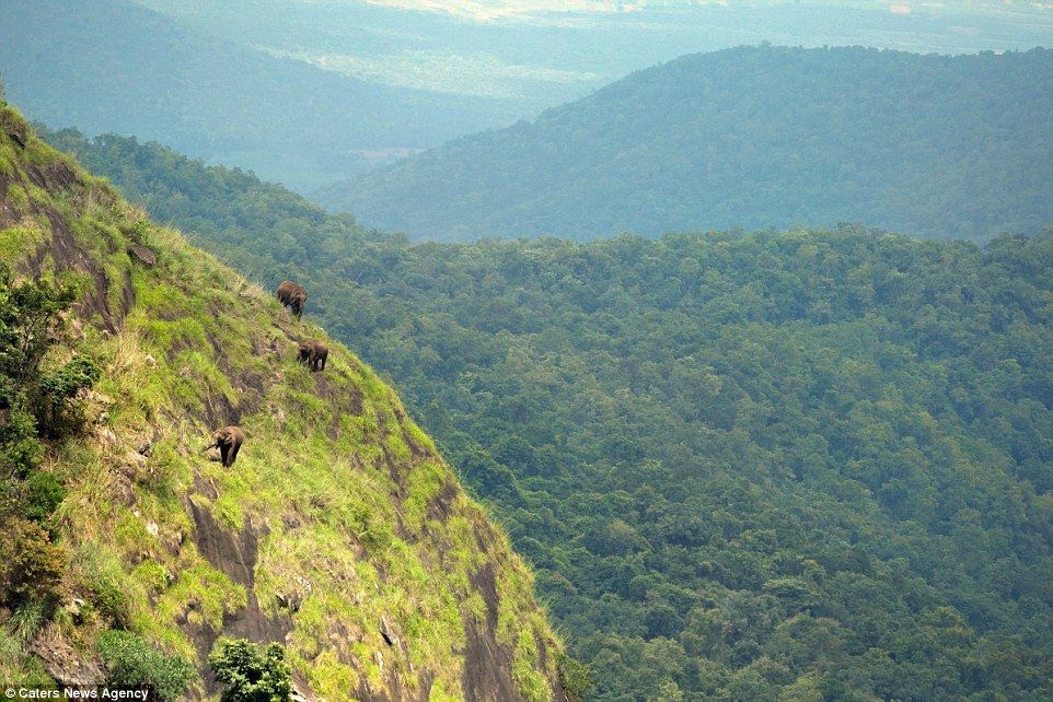 В Индии сфотографировали слонов, пасущихся на крутых склонах горы
