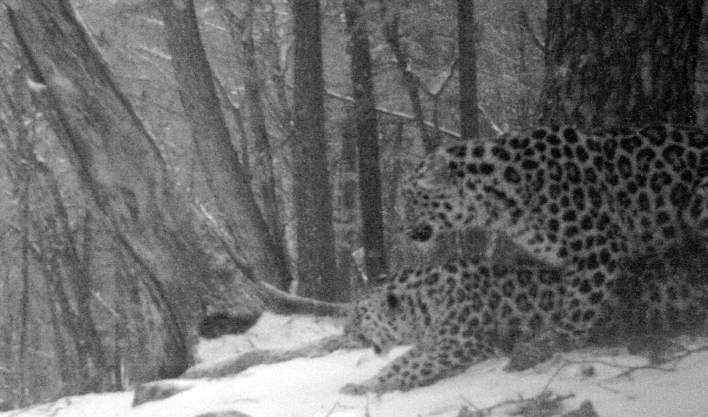 Любовные игры дальневосточных леопардов впервые в истории зафиксированы на фото