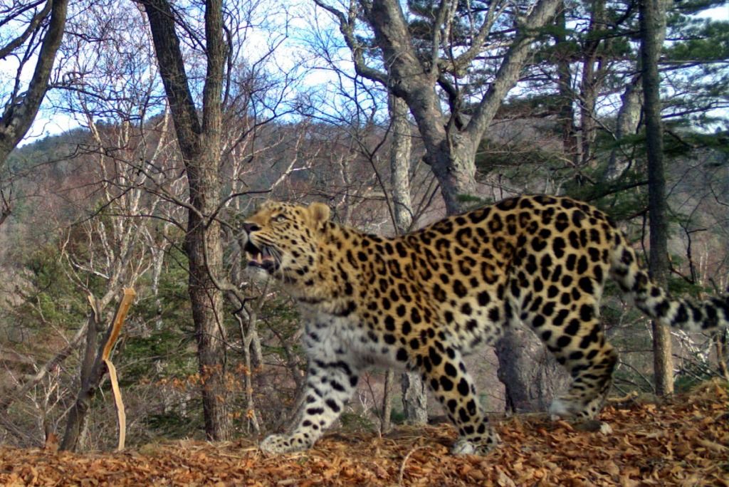 Самец Leo 64M - снимок фотоловушки «Земли леопарда»