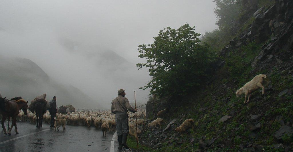 Почувствовать себя пастухами предложили туристам власти Аджарии 
