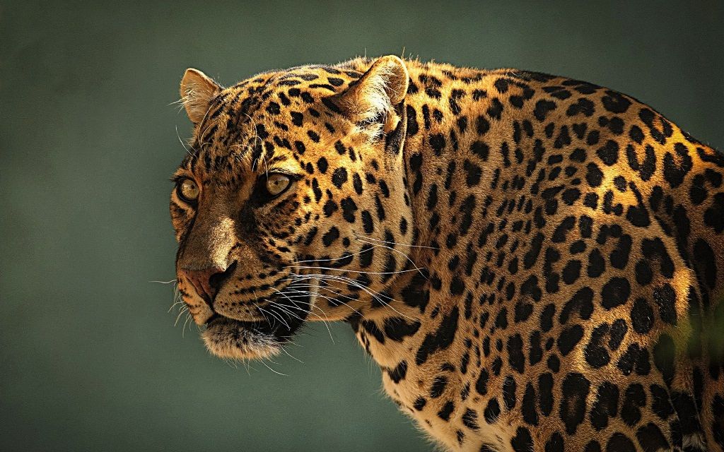 Переднеазиатский леопард (кавказский барс)