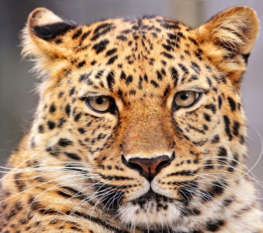Переднеазиатский леопард, он же кавказский барс