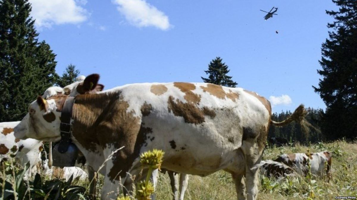 Швейцарские военные вертолеты доставляют воду альпийским коровам