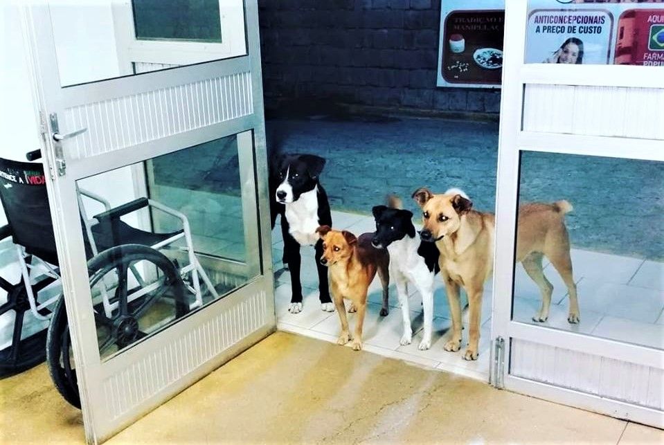 Уличные собаки собрались у больницы ради своего бездомного хозяина 